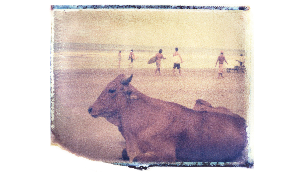 Surf cow in Ecuador.
