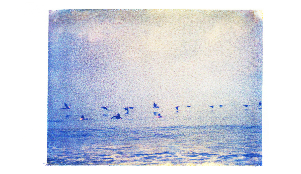 Surfing pelicans in Ecuador.