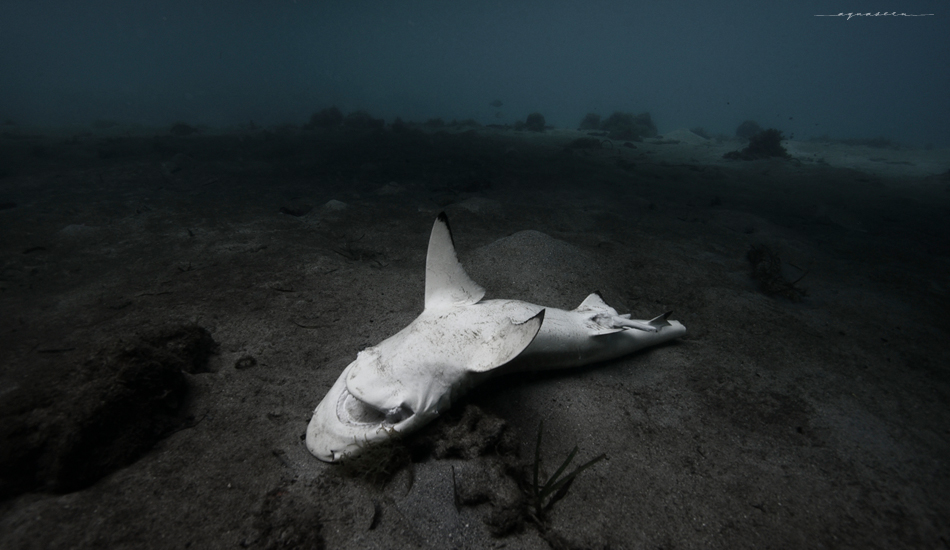 Such a shame to see these stunning animals goes to waste. Will we ever learn to share the sea and not kill everything that swims in it for profit? Photo:<a href=\"https://aquaseen.com/\">Matt Shepherd</a>