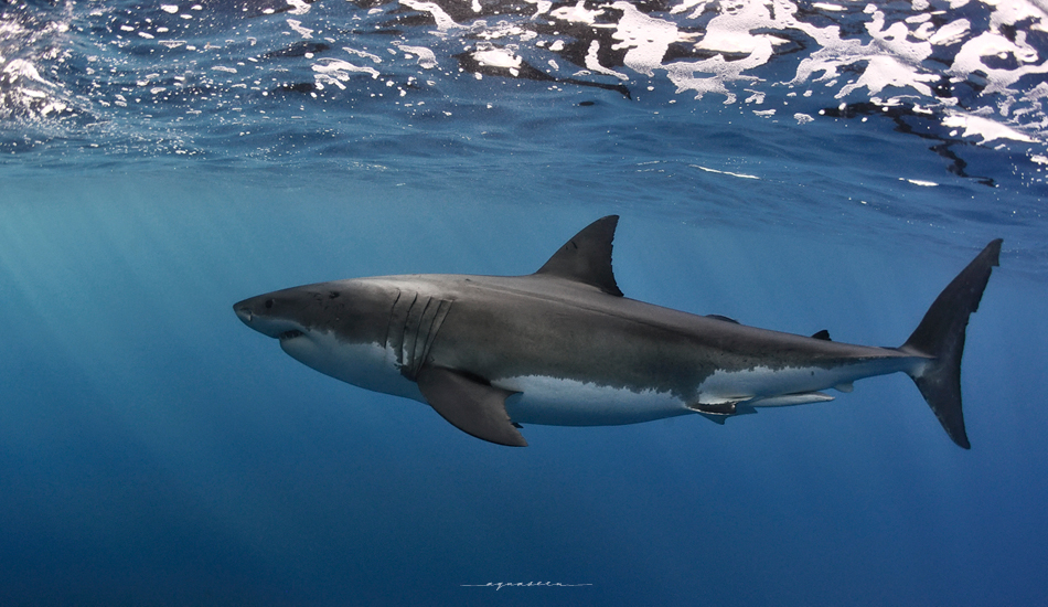 Solitude. Photo:<a href=\"https://aquaseen.com/\">Matt Shepherd</a>