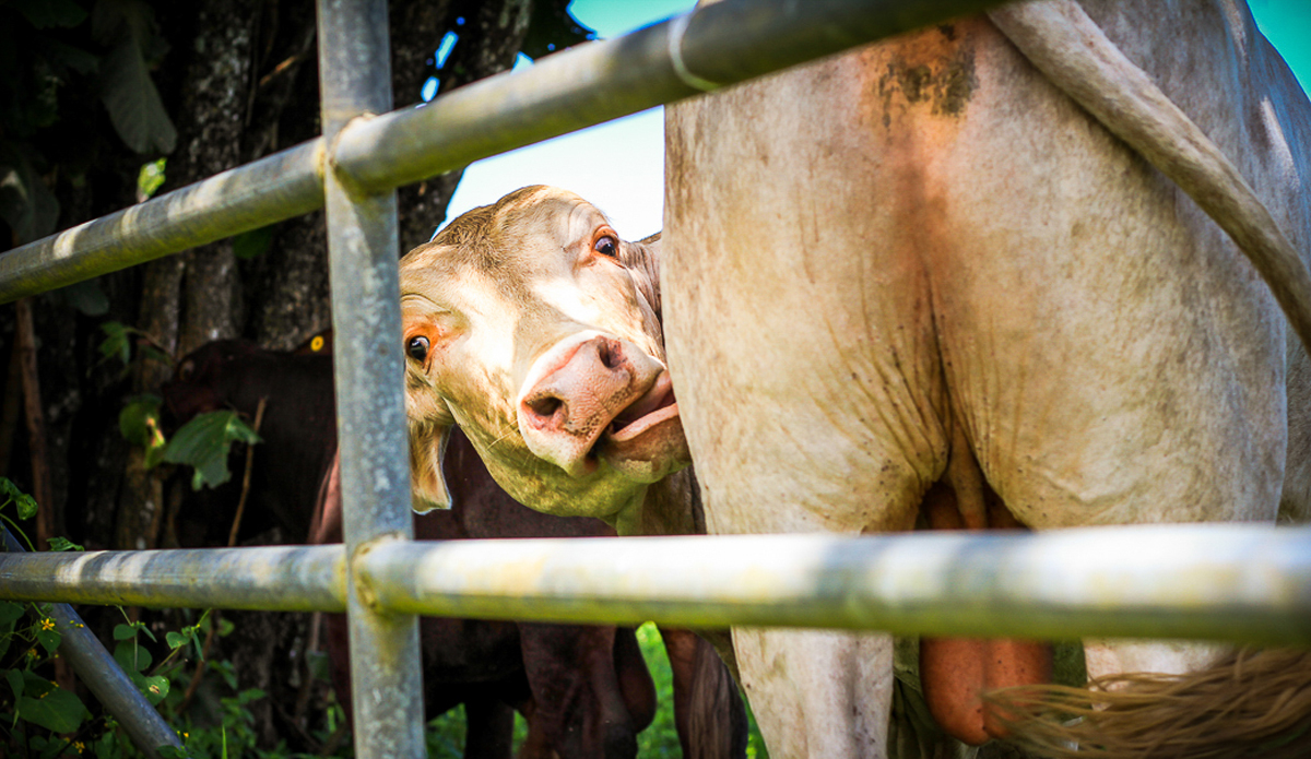 Turn and burn in Central America.
