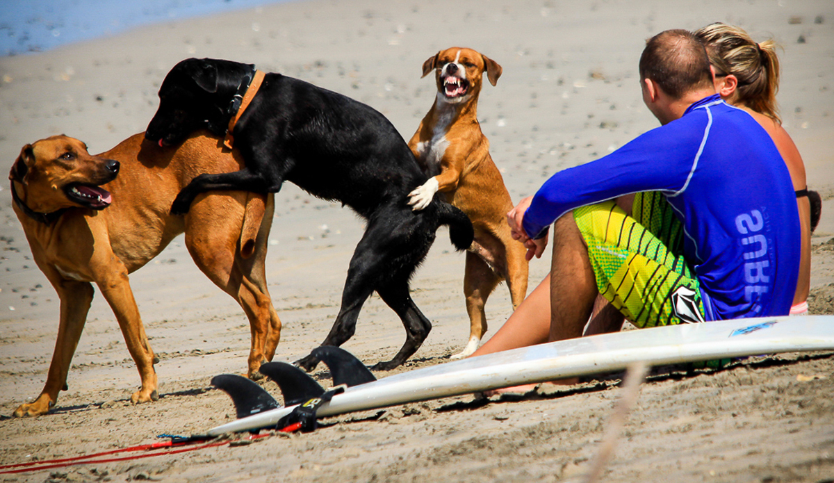 Every dog has its day in Nosara.