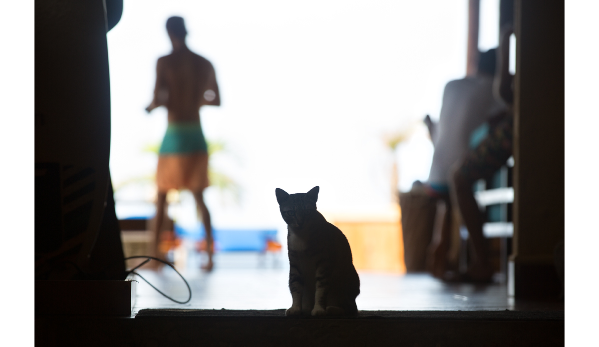 Our hosts were incredible.  Some of them had fur and coughed up hair balls.  Photo: <a href=\"https://www.maxxbuchanan.com/\">Maxx Buchanan</a>