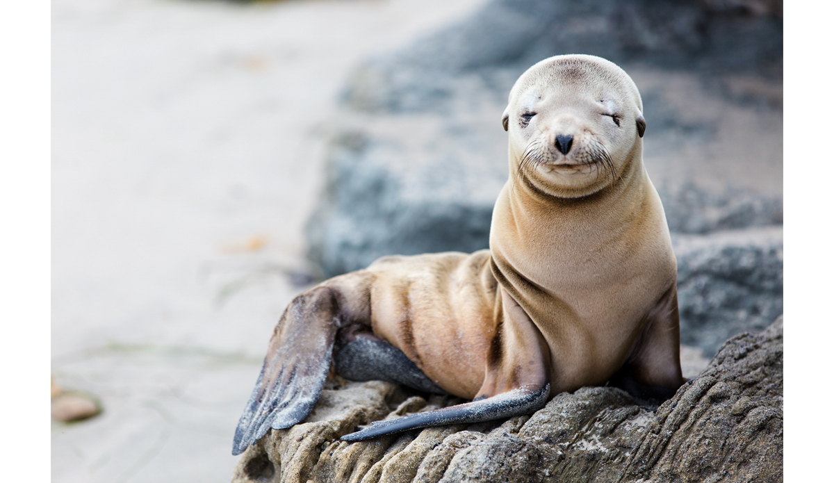 There’s an emoji for that. Getting vibes from the locals on Rincon Point. Photo: <a href=\"https://instagram.com/maxxbuchanan\">Maxx Buchanan</a>