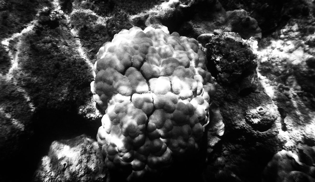 Photo: <a href=\"https://www.alohabigmike.com/\">Mike Caputo</a>