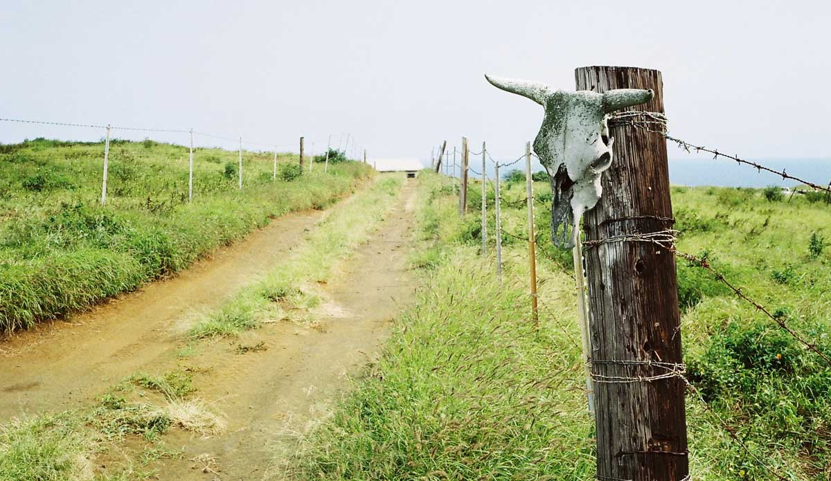 Photo: <a href=\"https://www.alohabigmike.com/\">Mike Caputo</a>