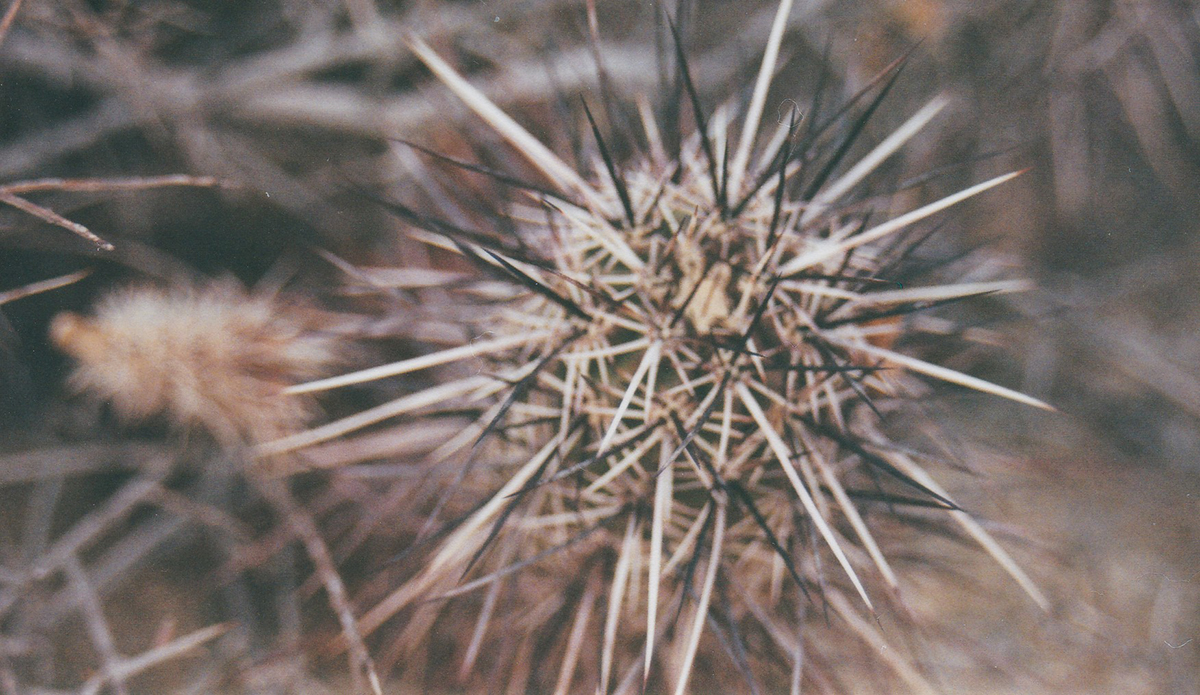 Photo: Brendan Donahue