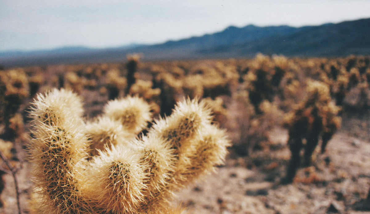 Photo: Brendan Donahue