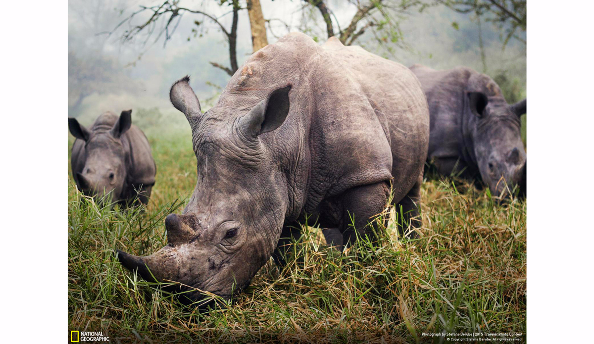 White Rhinos. Photo: Stefane Berube