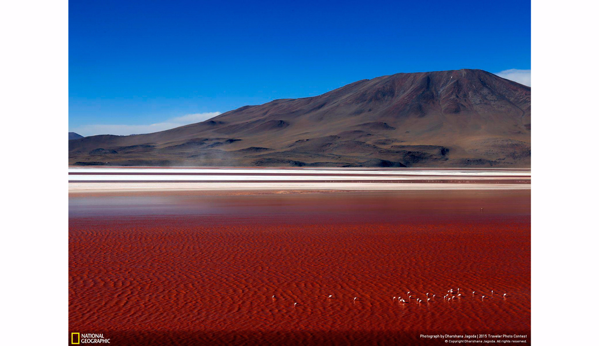 Flamingos at Laguna Colorada. Photo: Dharshana Jagoda