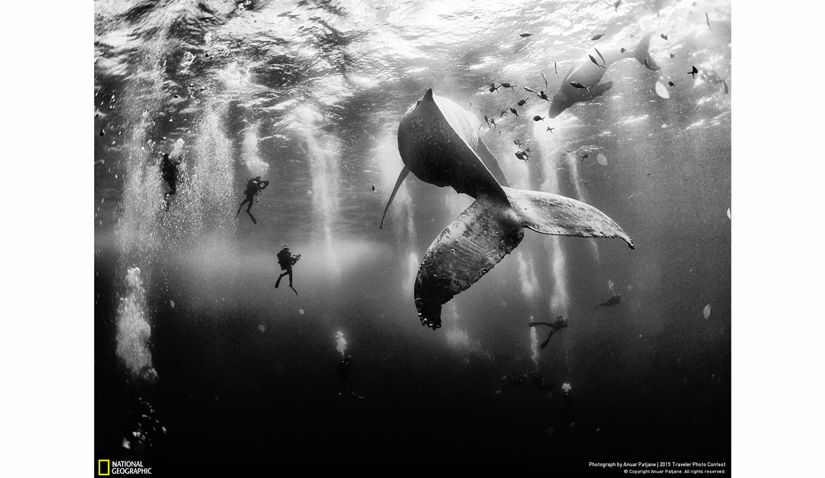 Whale Whisperers. Photo: Anuar Patjane