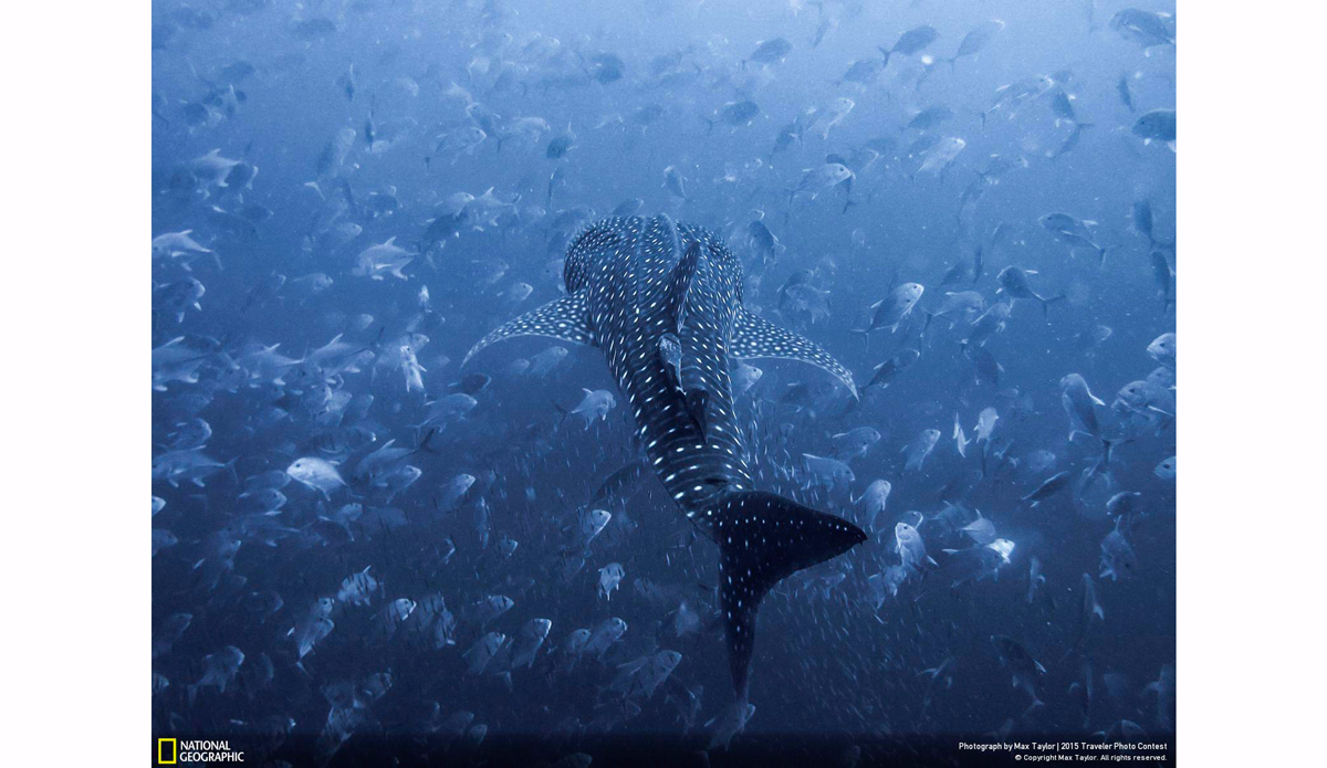Encounters with an 8 meter whale shark. Photo: Max Taylor