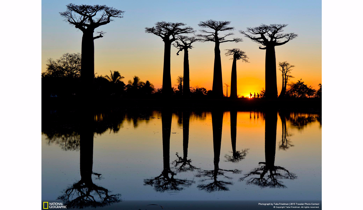 Sunset at The Avenue of the Baobabs. Photo: Talia Friedman