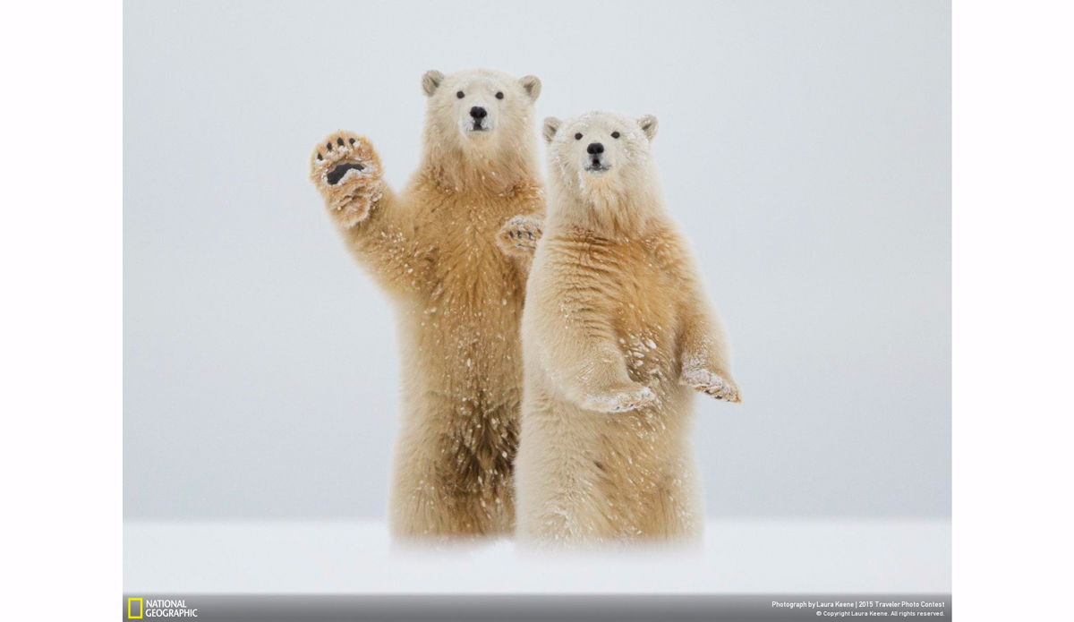 Arctic Greeting. Photo: Laura Keene