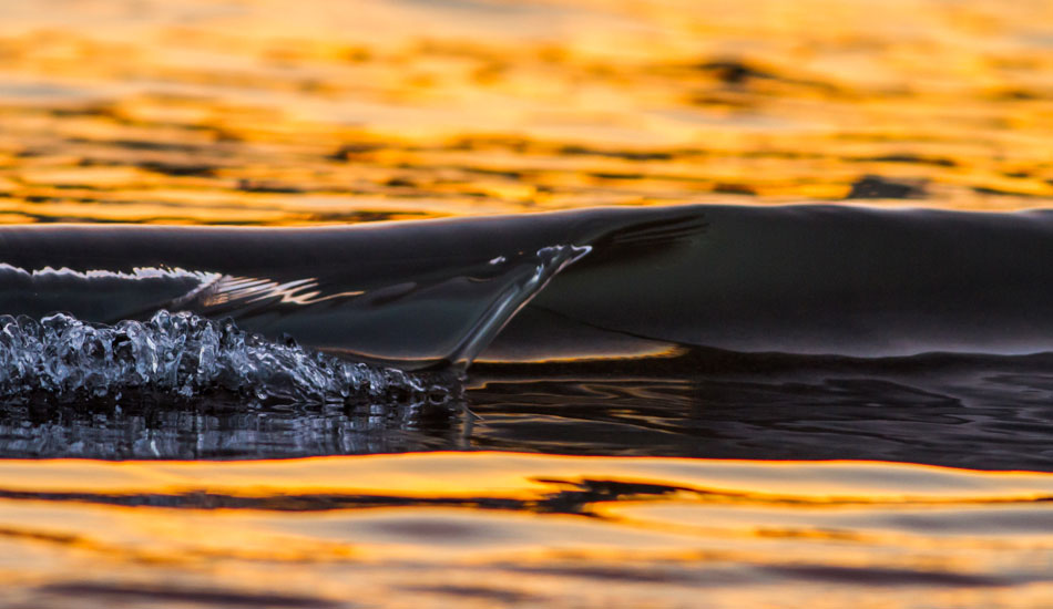San Francisco sunrise mini-wave. Photo: <a href=\"https://www.nathanfrenchphotography.com\">Nathan French</a>