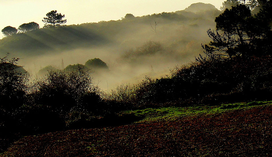 A very misty and mystical morning. Photo: <a href=\"https://www.theinertia.com/author/jose-pinto/\">Jose Pinto</a>