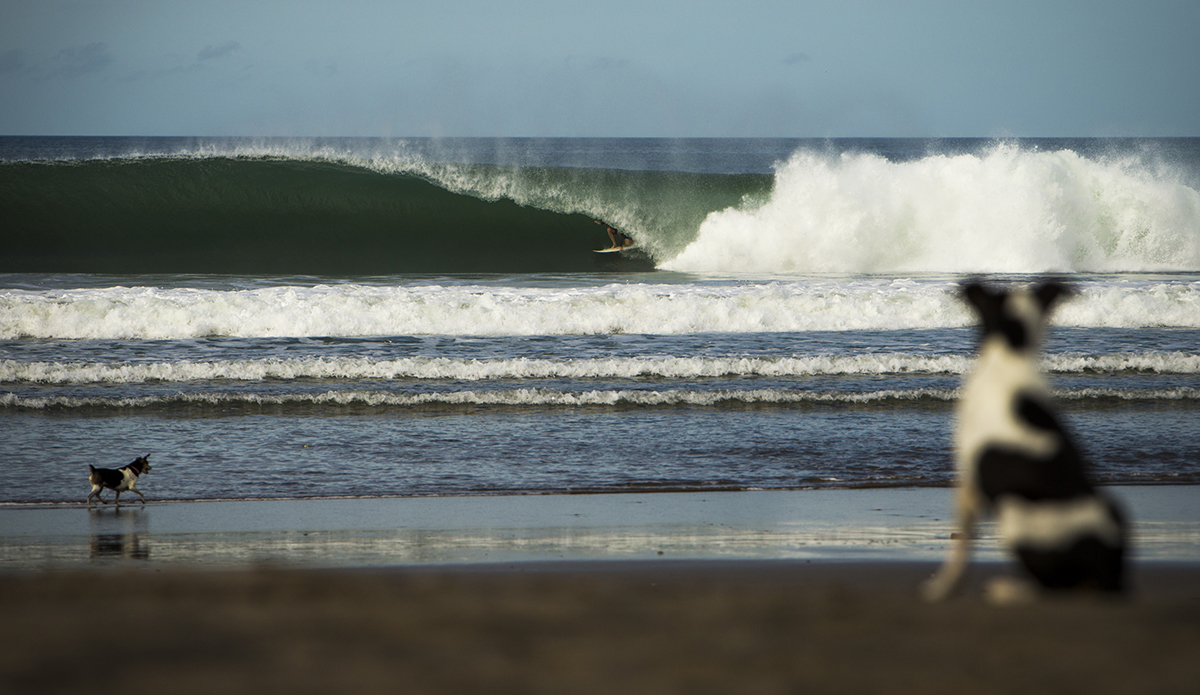 It only counts if someone saw it. At least the dogs saw it, too. Photo: @seth_de_roulet