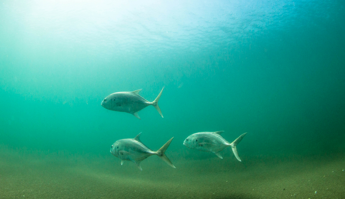 Photo: <a href=\"https://instagram.com/thefrogeye\"> Alex Postigo</a>