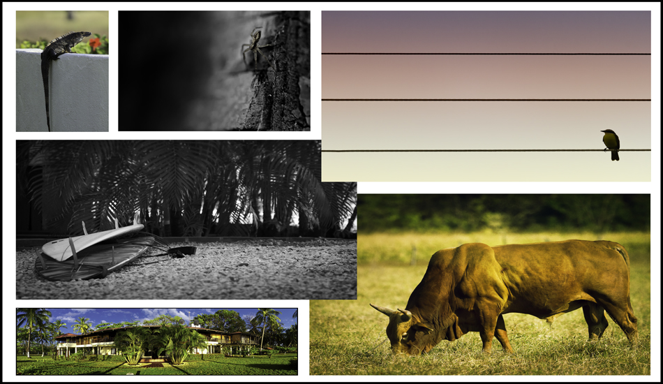 This is a collage of pictures from around my hotel/house... ps if you get drunk and find yourself at the local rodeo. Do yourself a favor and save the bullring for the locals. Photo: Trevor Murphy