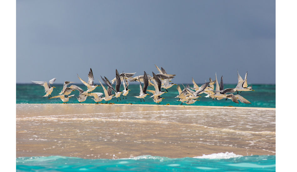 Photo:<a href=\"https://www.robsonimages.com/#!/index\">Ryan Robson</a>