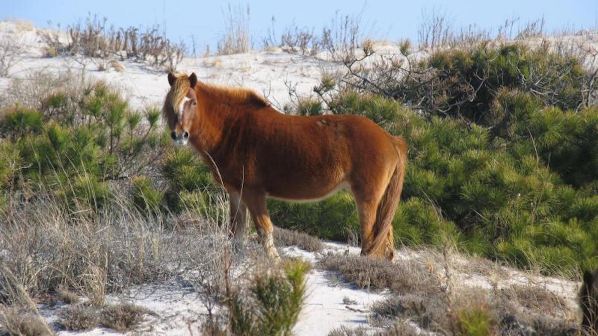Assateague Island National Seashore. Photo: NPS