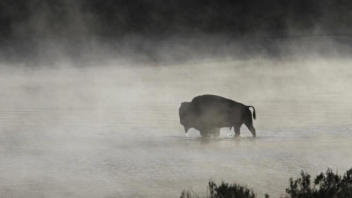 Bison in Yellowstone. Photo: NPS