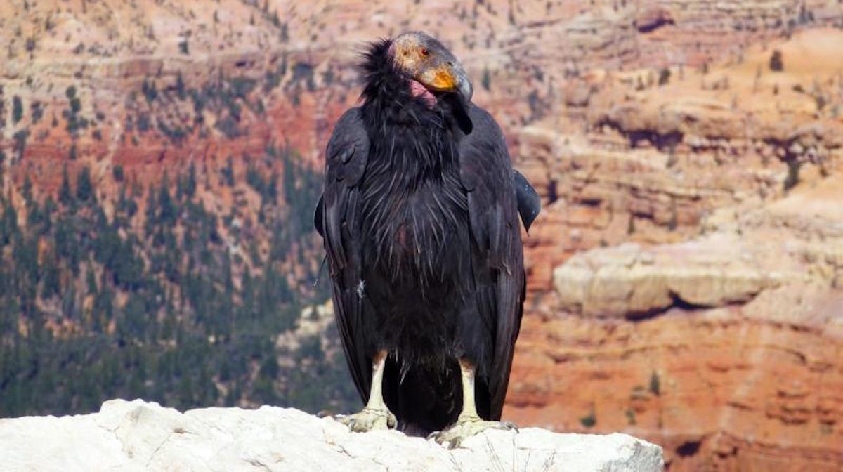 Condor at Cedar Breaks. Photo: Nancy Julian