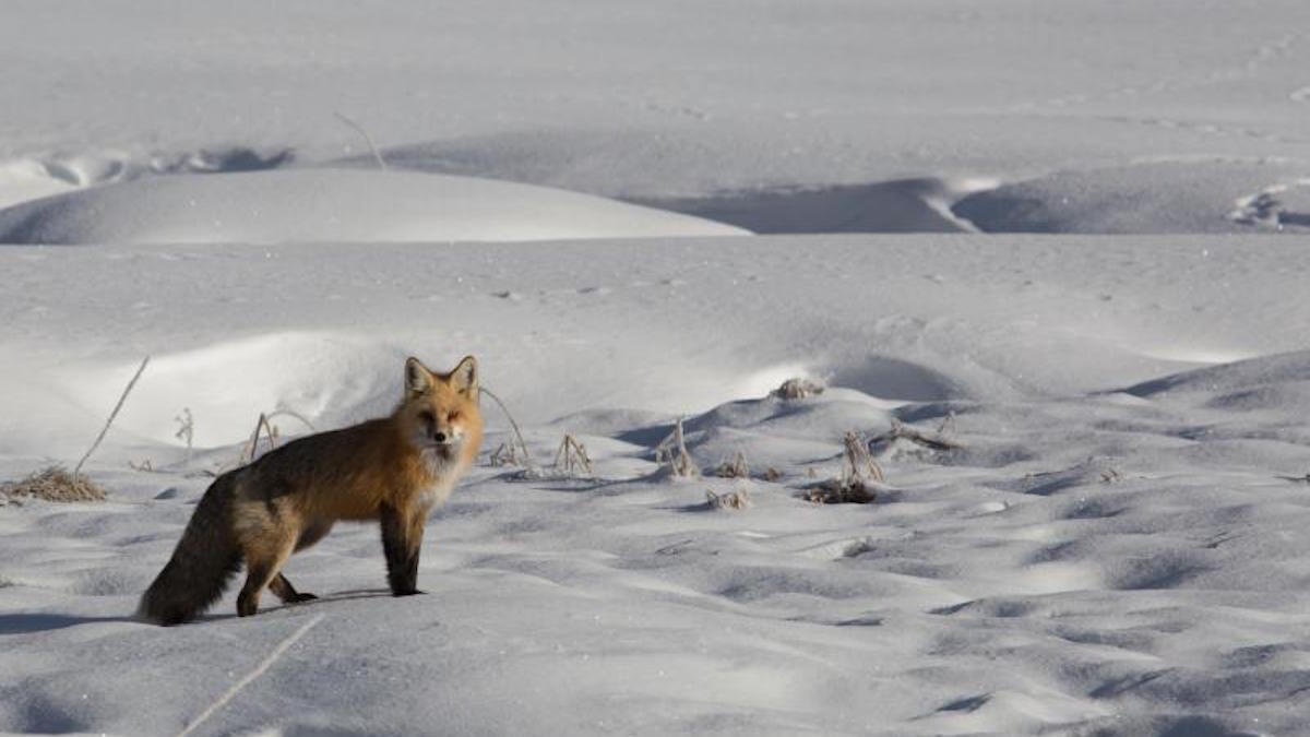 Red fox in Denali National Park. Photo: NPS