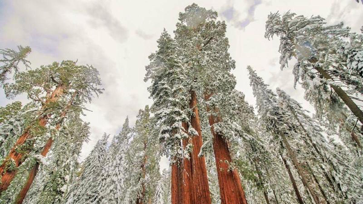 Giant sequioas. Photo: Susie Mapson Schleppenbach/NPS