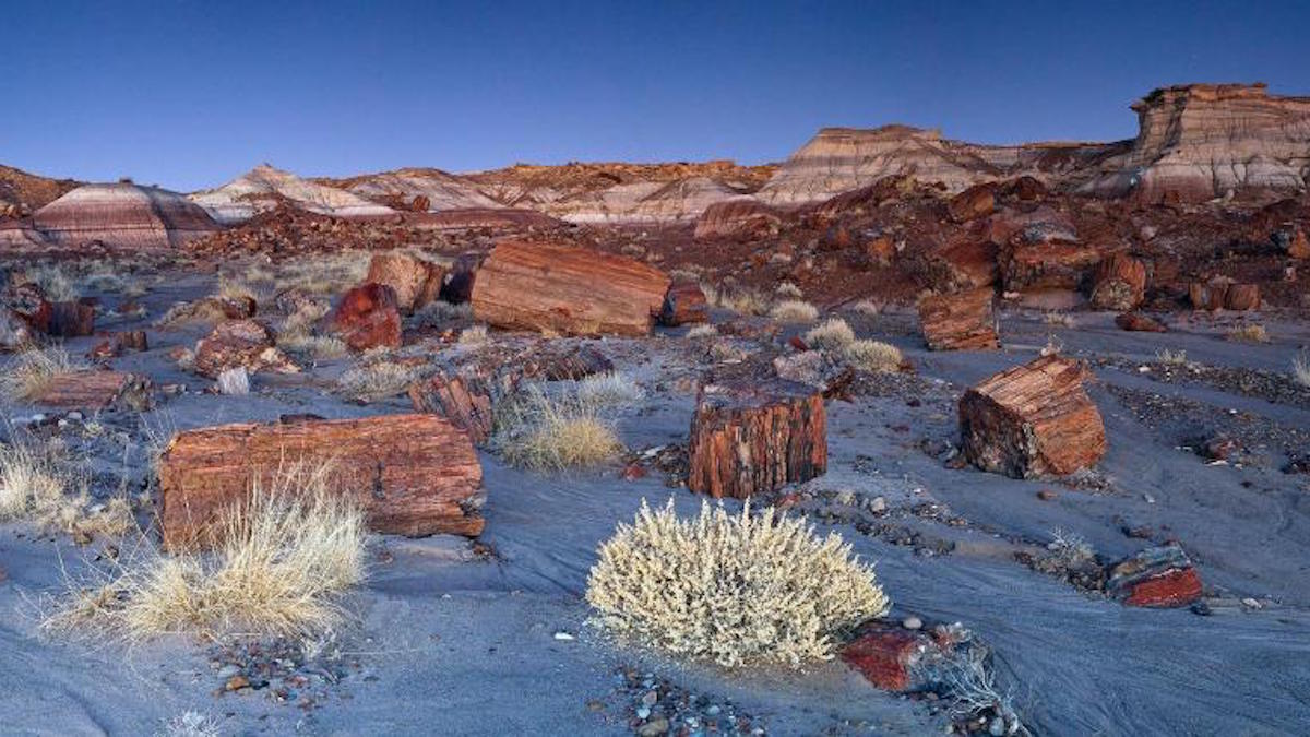 Jasper Forest. Photo: NPS