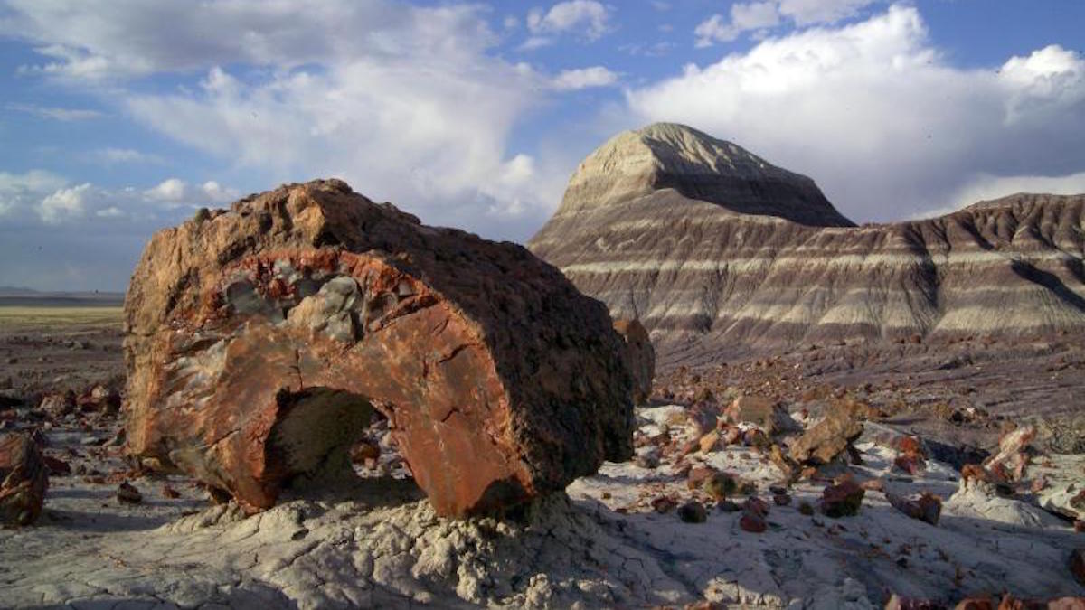 Jasper Forest. Photo: NPS