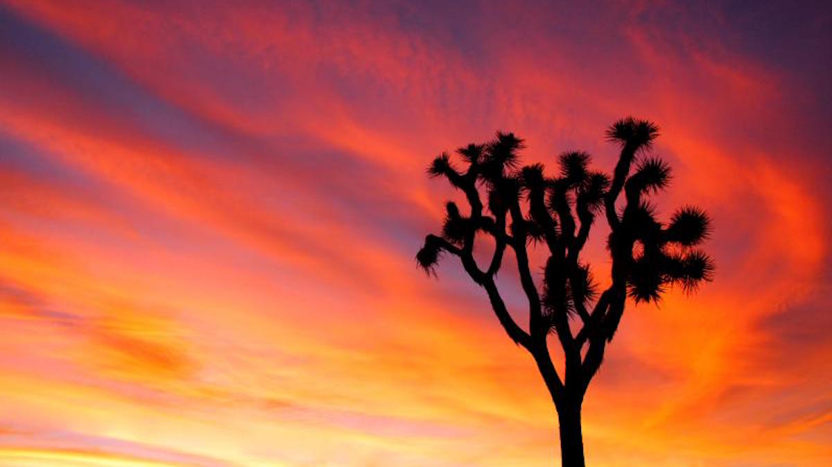 Joshua Tree sunset. Photo: Brad Sutton