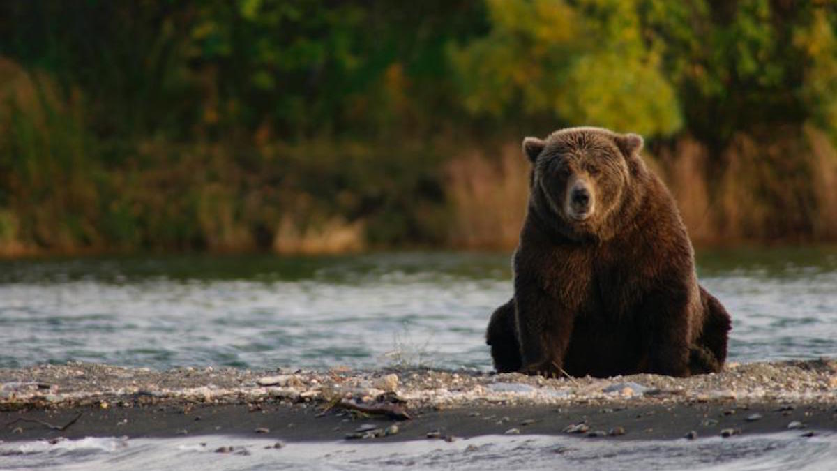 A bear in Katmai National Park. Photo: NPS