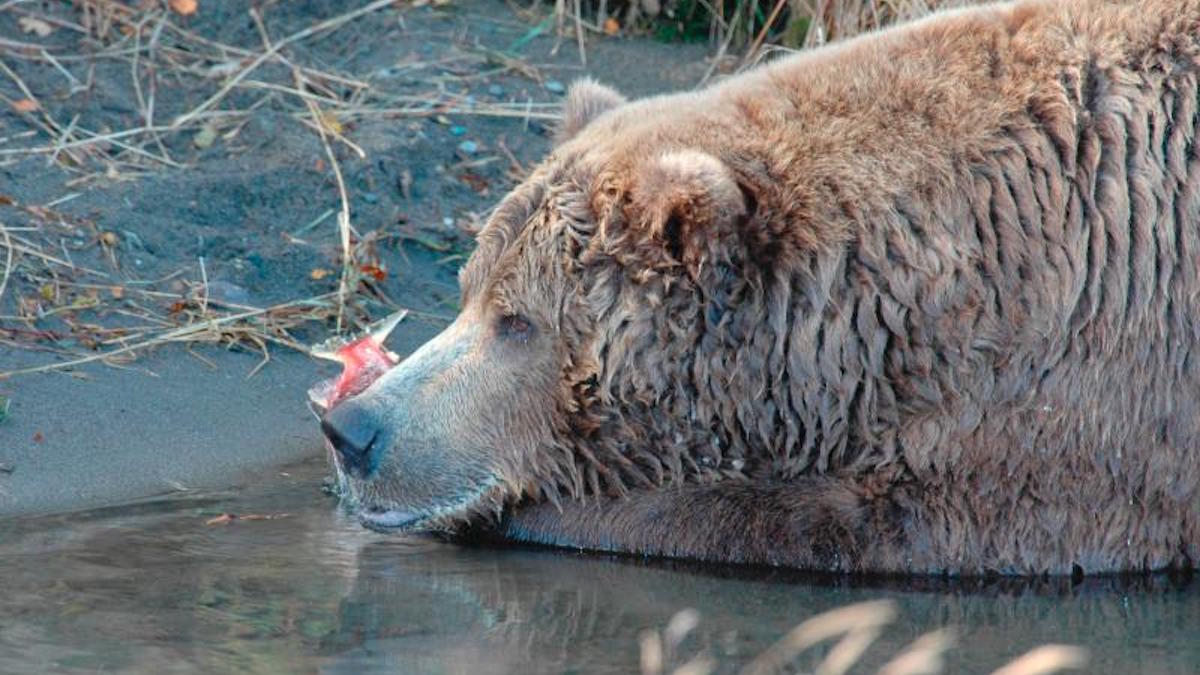 A bear with caught salmon in Katmai National Park. Photo: NPS