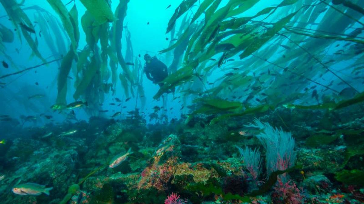 Kelp forest in Channel Islands National Park. Photo: Brett Seymour/NPS