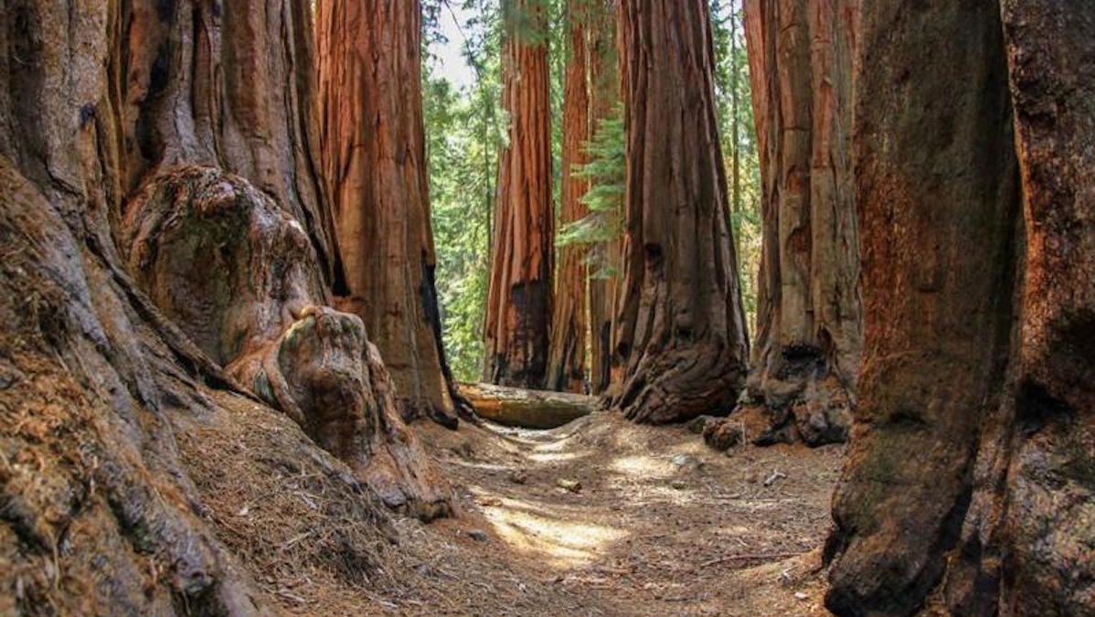 Sequioas! Photo: Bethany Leigh