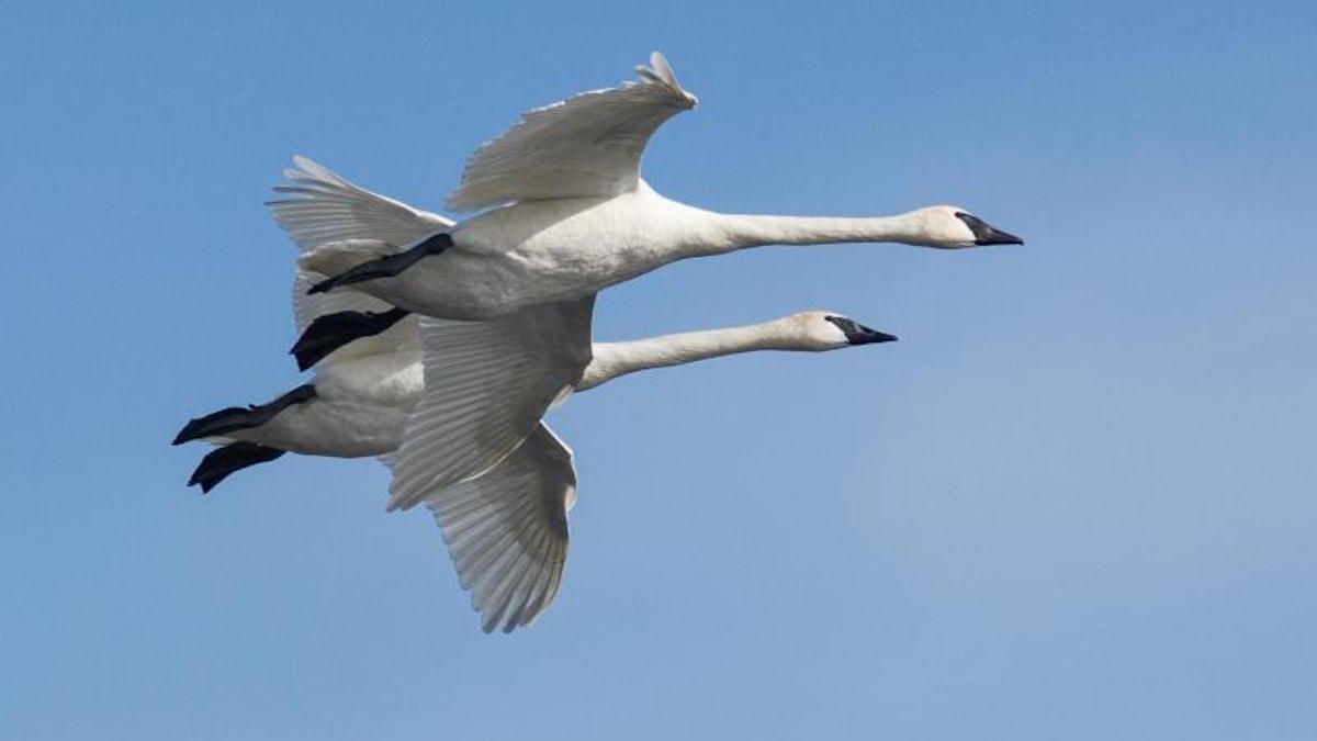 Swans over the Mississippi River. Photo: NPS
