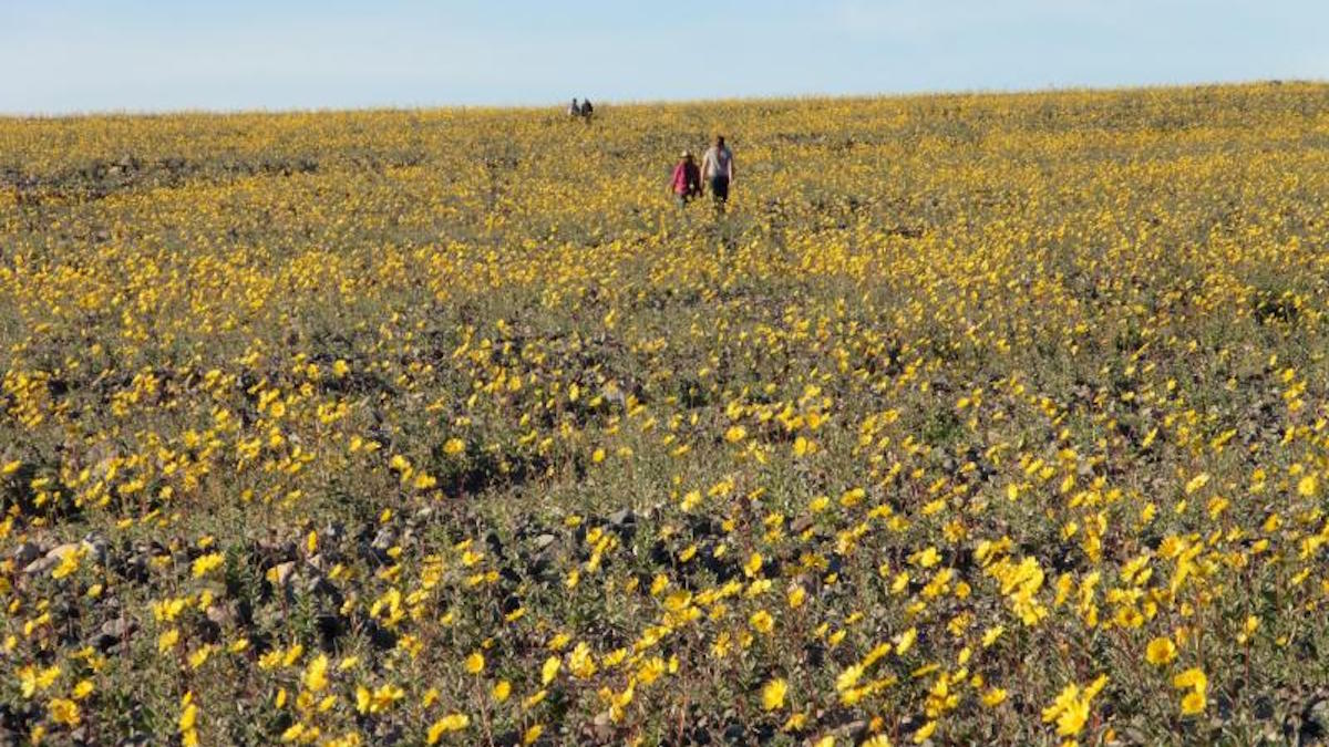 Wildflowers in Death Valley. Photo: Alan van Valkenburg