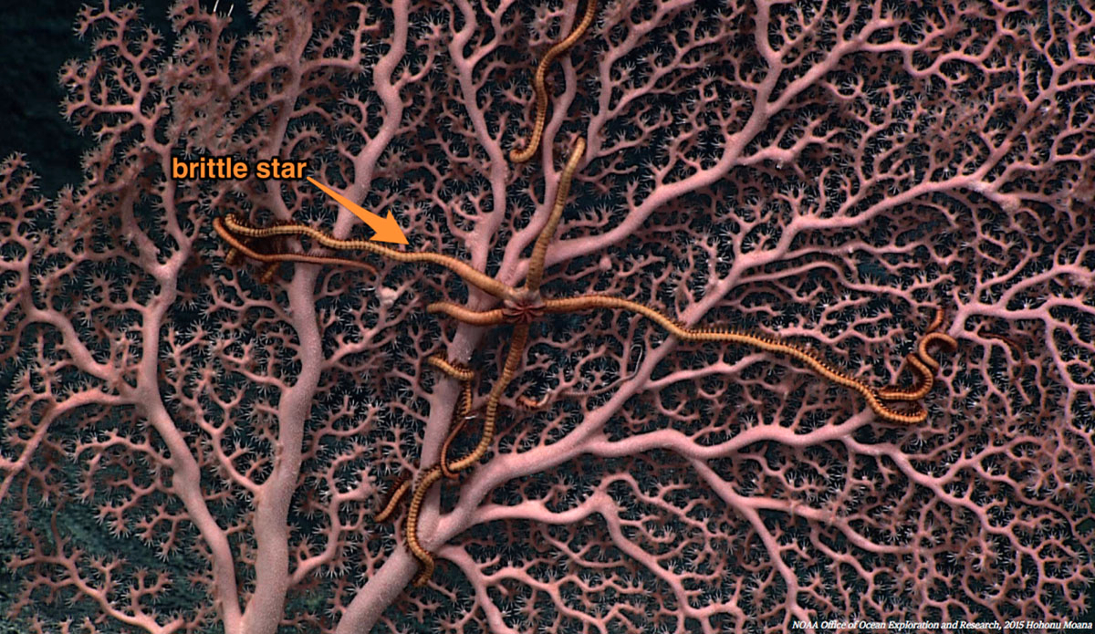 This commensal brittle star sure appreciates having a home, since it benefits without affecting the sea coral. Photo: <a href=\"https://oceanexplorer.noaa.gov/okeanos/media/exstream/exstream.html\">NOAA Office of Ocean Exploration and Research</a>