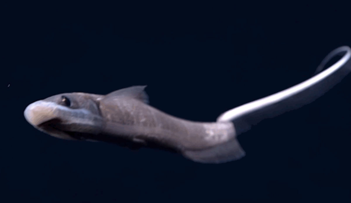 Say hello to this ophidiid fish. Photo: <a href=\"https://oceanexplorer.noaa.gov/okeanos/media/exstream/exstream.html\">NOAA Office of Ocean Exploration and Research</a>