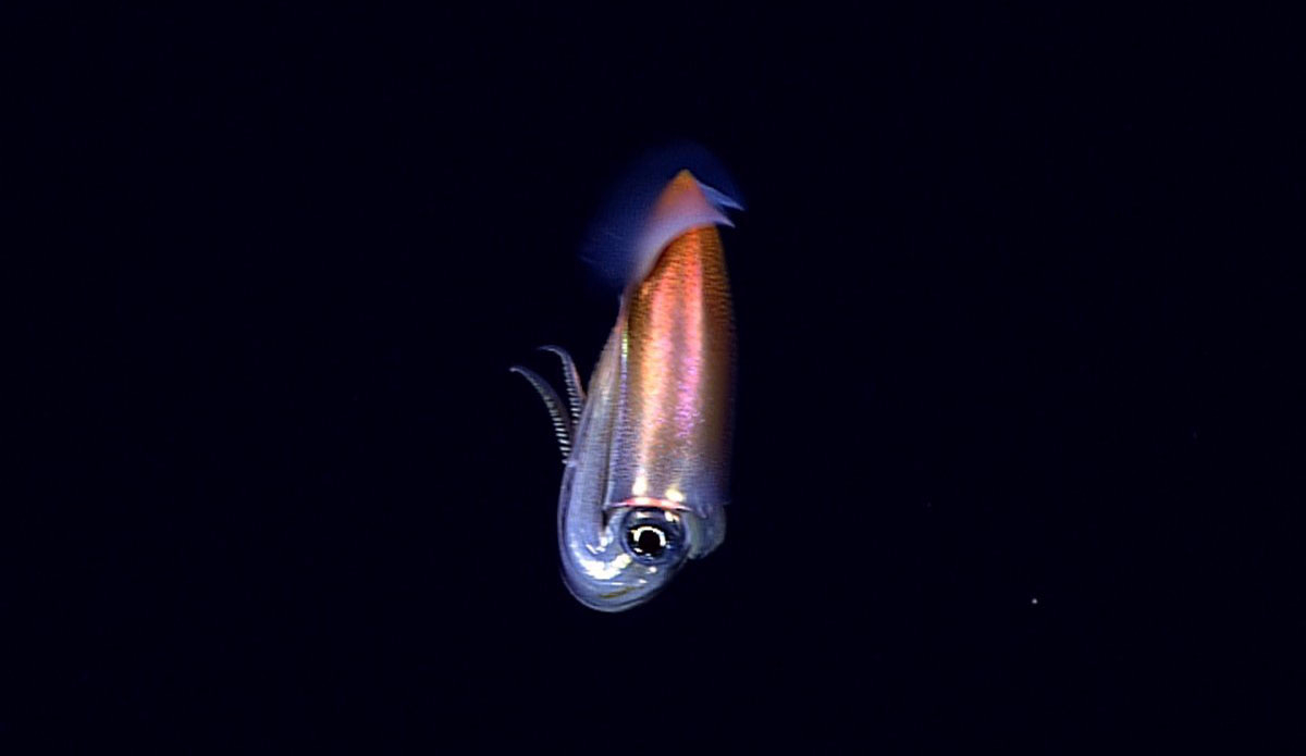This species of squid had never been filmed in its natural habitat, found here at a depth of 3,000 feet. Photo: <a href=\"https://oceanexplorer.noaa.gov/okeanos/media/exstream/exstream.html\">NOAA Office of Ocean Exploration and Research</a>