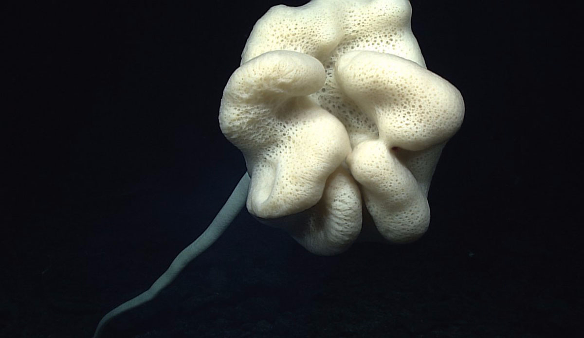 Here\'s a stalked sponge, which eats by filtering water and food through its body. Photo: <a href=\"https://oceanexplorer.noaa.gov/okeanos/media/exstream/exstream.html\">NOAA Office of Ocean Exploration and Research</a>