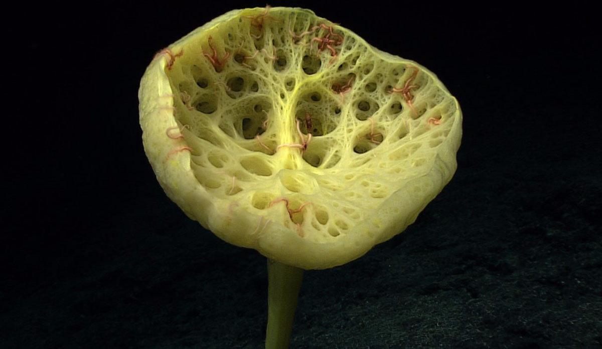 You can see tiny brittle stars living in this stalked sponge. Photo: <a href=\"https://oceanexplorer.noaa.gov/okeanos/media/exstream/exstream.html\">NOAA Office of Ocean Exploration and Research</a>