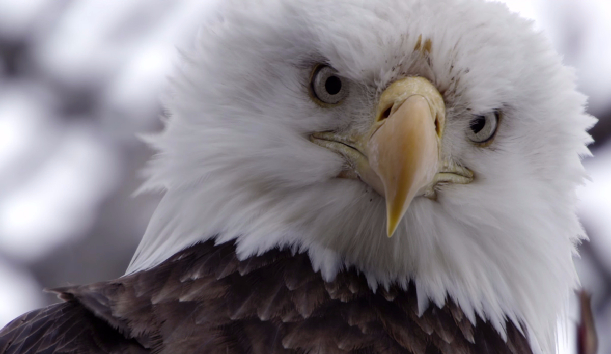 Photo: <a href=\"https://www.youtube.com/watch?v=O4zK6Ea7aJA\">Legs of Steel</a>