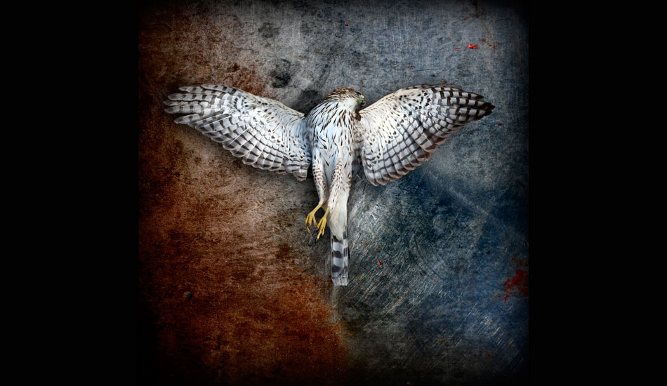 Hawk. I found this hawk by the side of the road over a year ago and have chronicled it’s decay. Art Brewer contacted me and asked if I would barter a print of this for one of his. I now own a beautiful Art Brewer shot of Mark Cunningham body surfing. Stoked! I love barter.  Photo: <a href=\"https://www.daltonportella.com/\" target=_blank>Dalton Portella</a>.