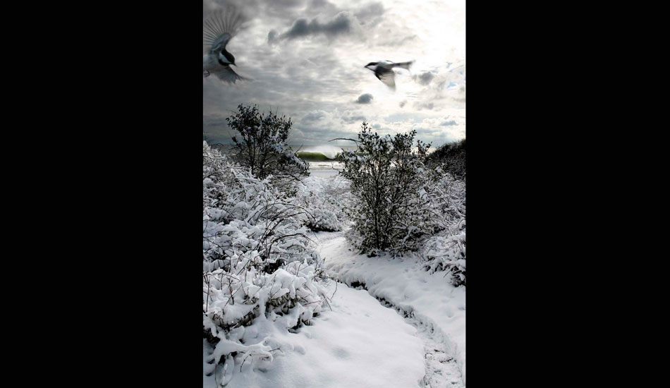 Path To Paradise. This shot is composed of five different shots. The wave is from the same beach on a different day, the birds are from a bird sanctuary nearby where they’ll eat from your hands. Surfer’s Journal published this in an article about artists. The path is in front of my house. Paradise.  Photo: <a href=\"https://www.daltonportella.com/\" target=_blank>Dalton Portella</a>.