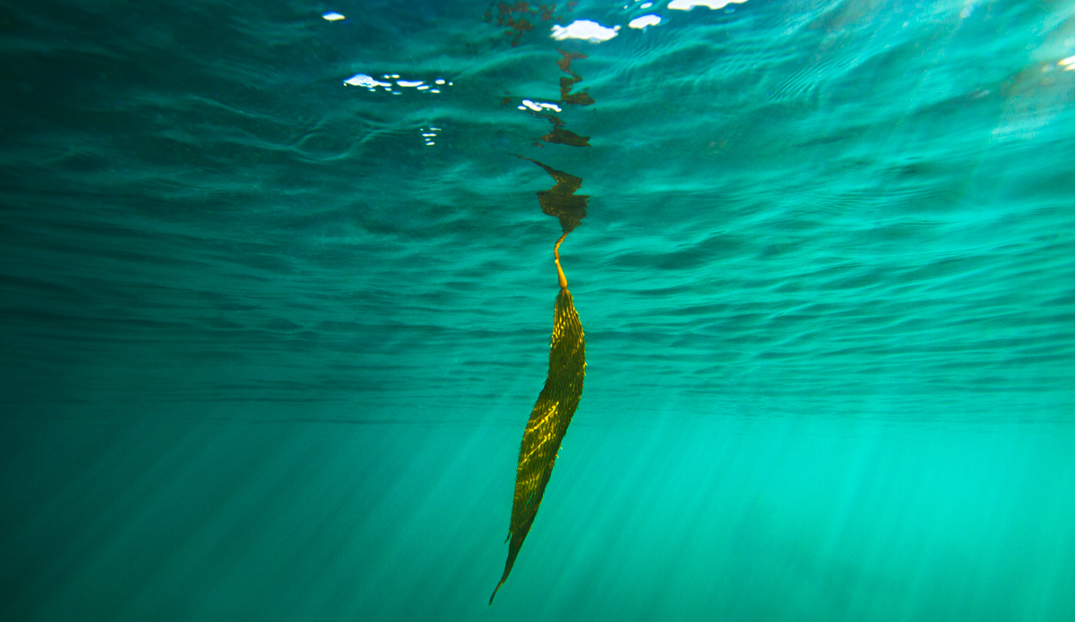 Shadow play on an afternoon swim in Montecito, California. Photo: <a href=\"https://www.maxxbuchanan.com/\">Maxx Buchanan</a>