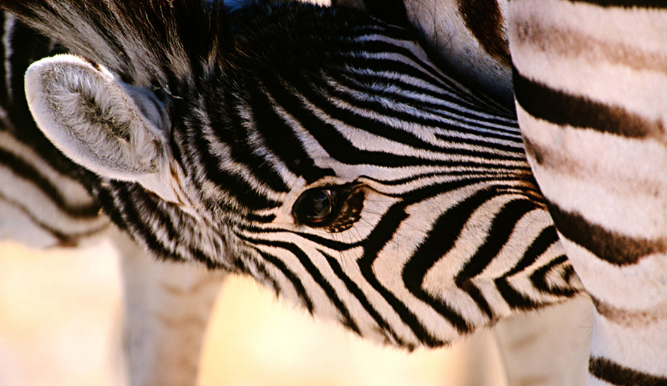 I took this in the Etosha Pan in Namibia. Image: <a href=\"https://www.paulferraris.com/\" target=\"_blank\">Ferraris</a>