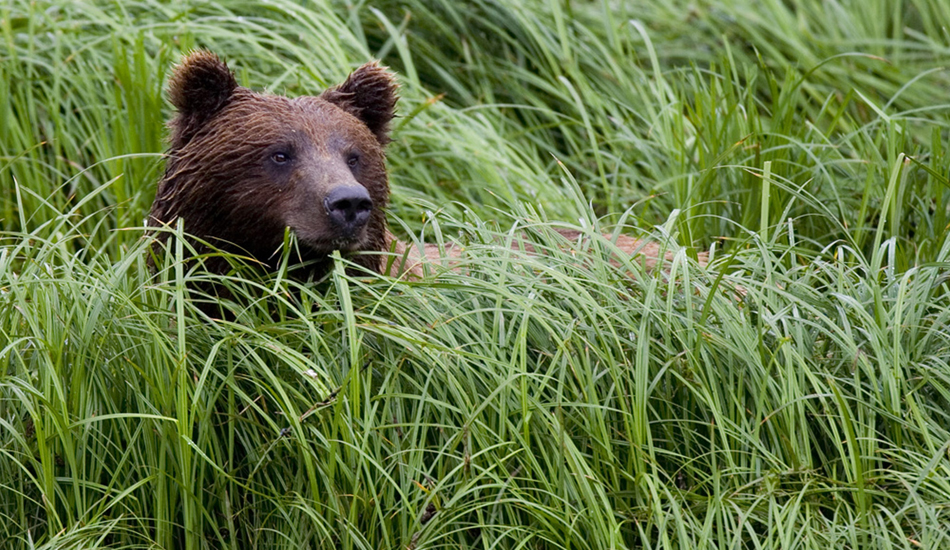 Bear in the grass. Image: <a href=\"https://www.paulferraris.com/\" target=\"_blank\">Ferraris</a>