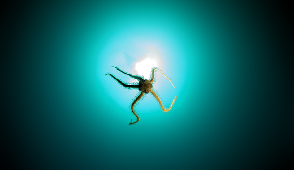 Ophiothorix spiculata, commonly called the Brittle star. Photo: <a href=\"https://www.rickyjlesser.com/\" target=_blank>Ricky Lesser.</a>